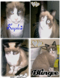 saph