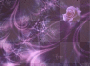 purple n pink rose background