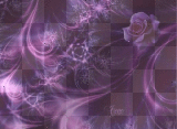 purple n pink rose background