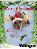 ginger deer