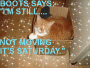 MY CATS