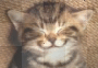 chaton 