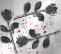 roses and blood