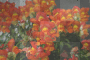 snapdragons
