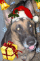 ZASHA CHRISTMAS