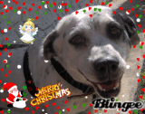mutsy christmas