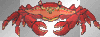 Crab