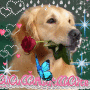 Gentle creatures
