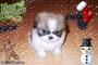 cute dog