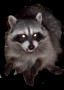 Raccoon from HELL