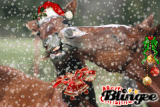 A Christmas Kiss