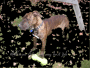 Lucas outside