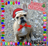 frenchiexmas
