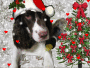 ☆★Merry Christmas★☆