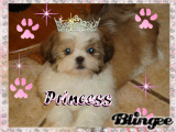 princess