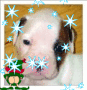 cute puppy