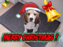 merry cristmas