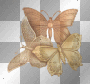 butterflys butterflys