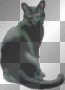 Black cat