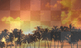 sunset palmeiras