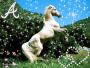 Arabic horse