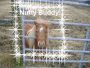 EndOfHuntFarms_Dan