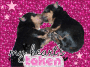  kissing puppies