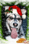 Animated Picture