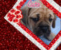Cute Puppy