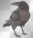 Raven Move