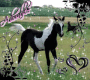 adorable foal adorable foal