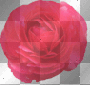 薔薇