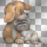 dog and cat