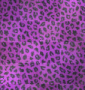 cheeta
