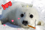 baby cutey