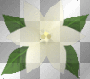 White Flower
