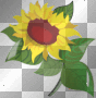Blume