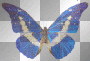 glitter butterfly