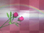 roses background