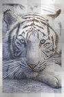 White bengal tiger