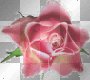 Rosa Rosada Rosa Rosada