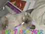 smitty new year