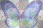 butterfly butterfly