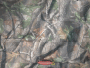 realtree camo