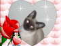 Sweet Siamese