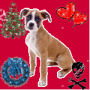 Boxer