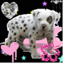 Bulldog Papillon