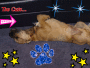 what a cute dog what a cute dog