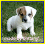 a puppy luver JACK RUSSELL terrier