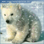 orso